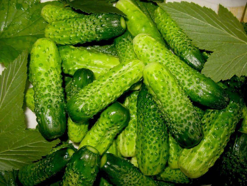 Які огірки брати для засолювання, а які для салатів