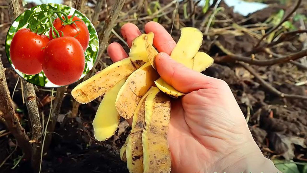 Картопляне лушпиння