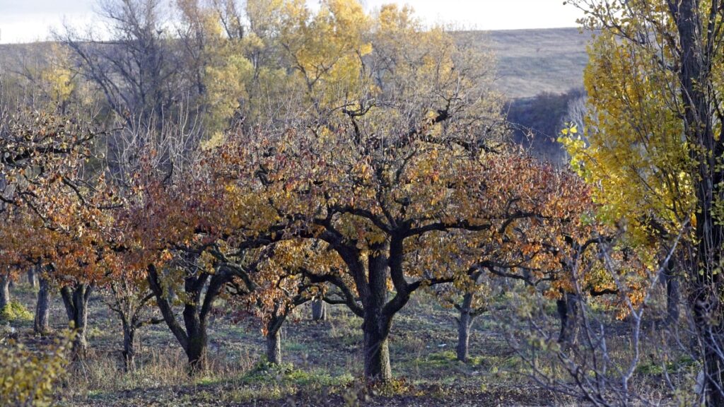 2 обприскування, які треба зробити в саду восени
