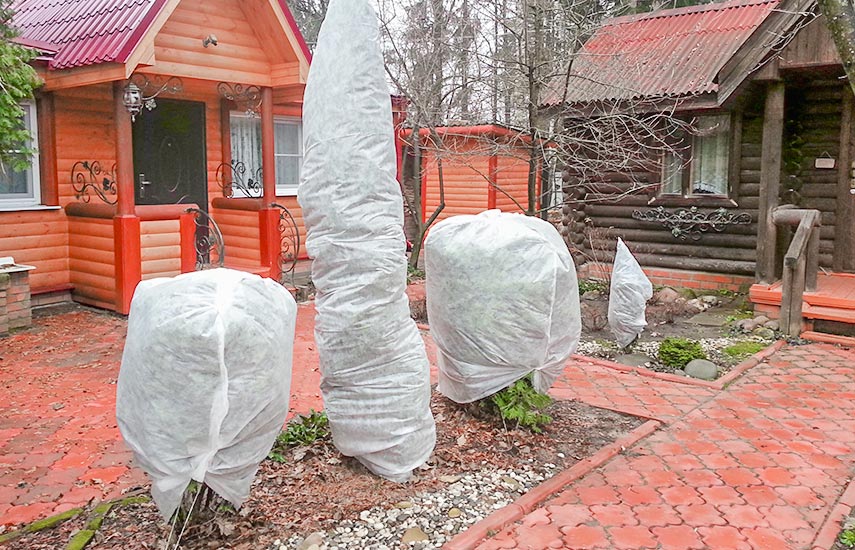 Накриті дерева на зиму