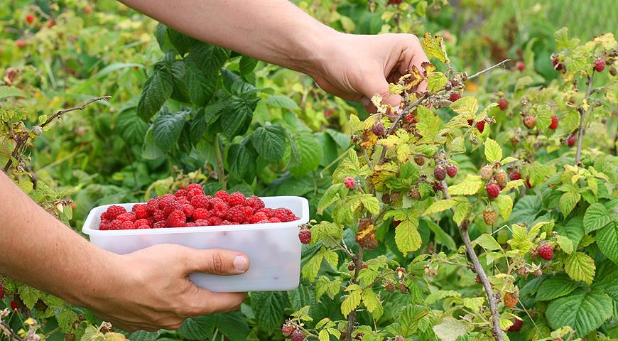 Кущі малини