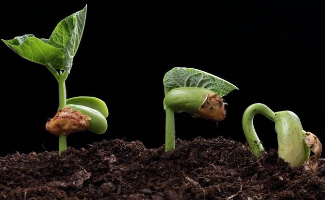 Насіння проростає