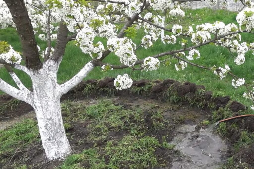 Чим підгодувати дерева й кущі навесні