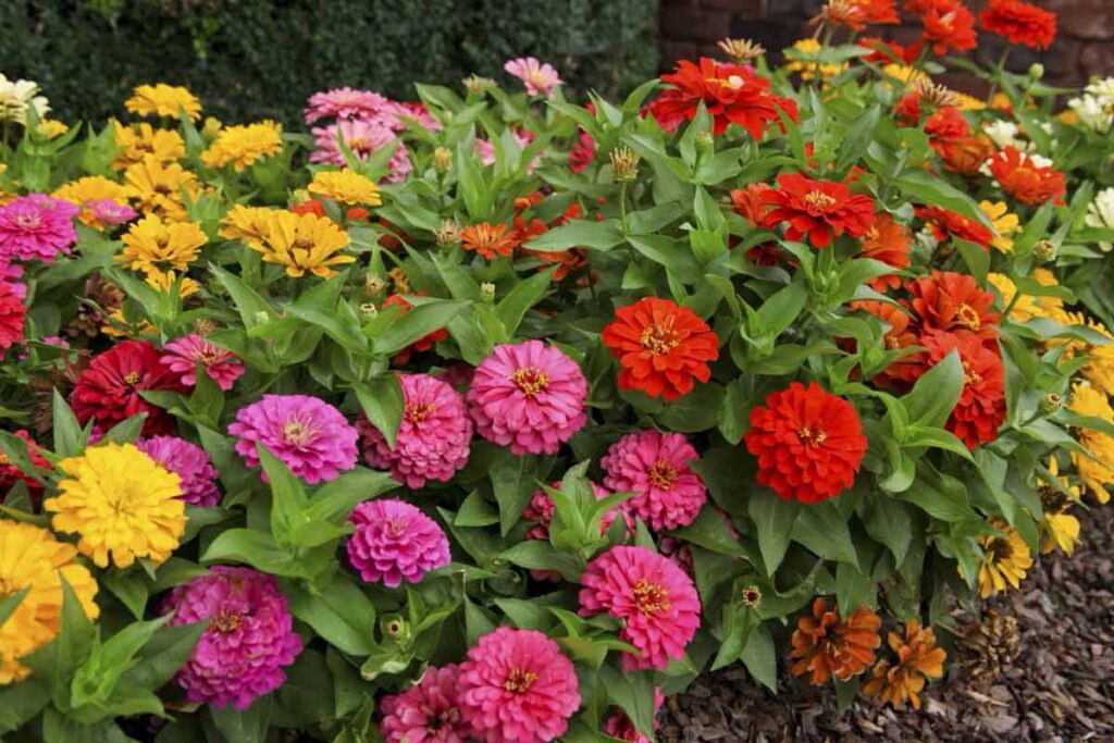 Як посіяти цинію насінням у відкритий ґрунт