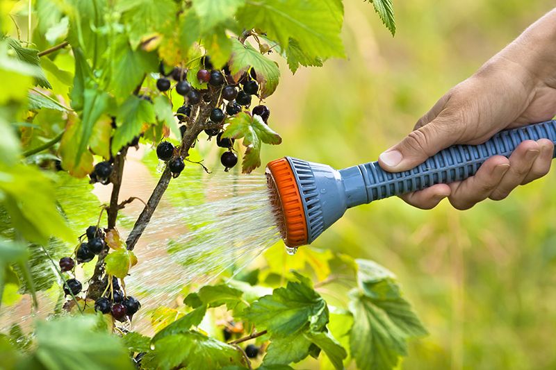 Чому сохнуть кущі смородини: що робити