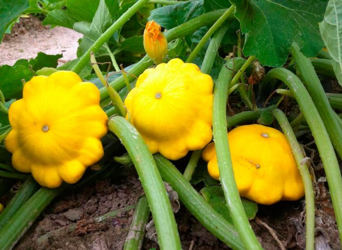 Як доглядати за патисонами, щоб родили до пізньої осені