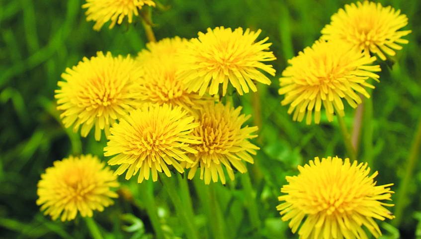 Лікувальні властивості кульбаби: народні рецепти
