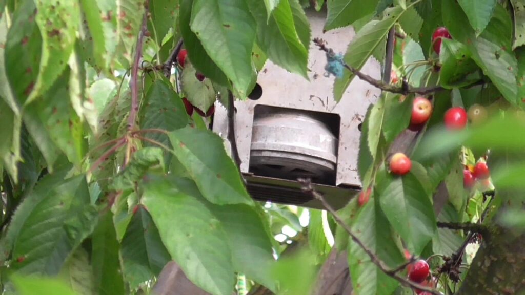 Як відлякати птахів, щоб не клювали ягід на деревах: поради дачникам