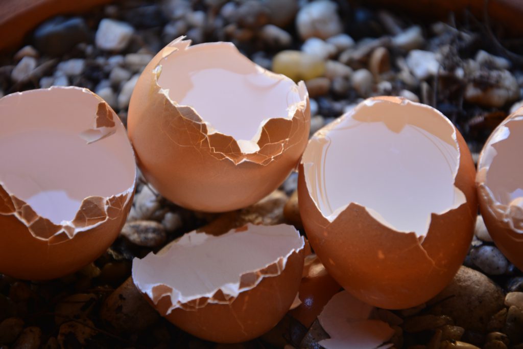 Яєчна шкаралупа - краще добриво для грядок
