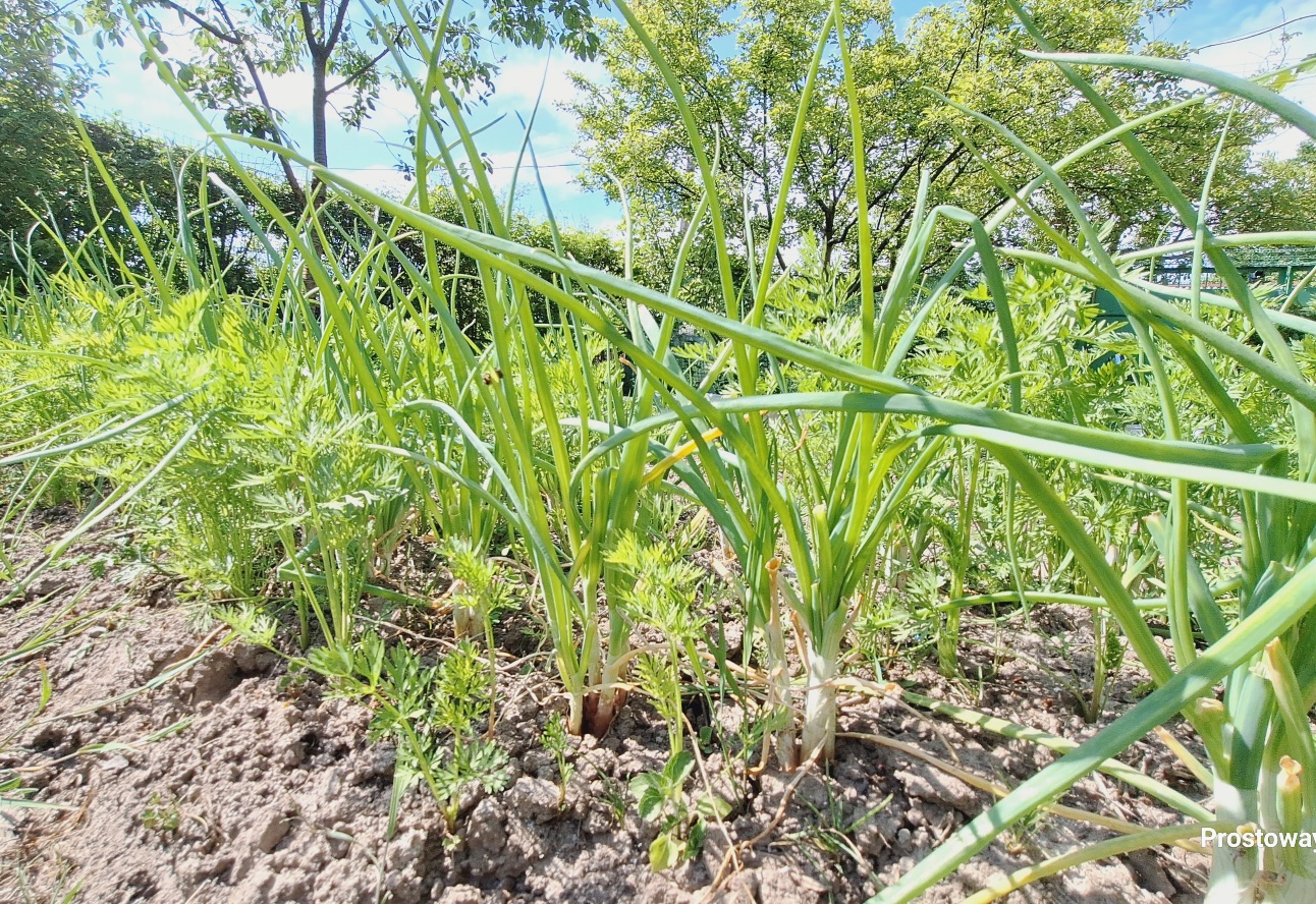 Хороші та погані сусіди для моркви