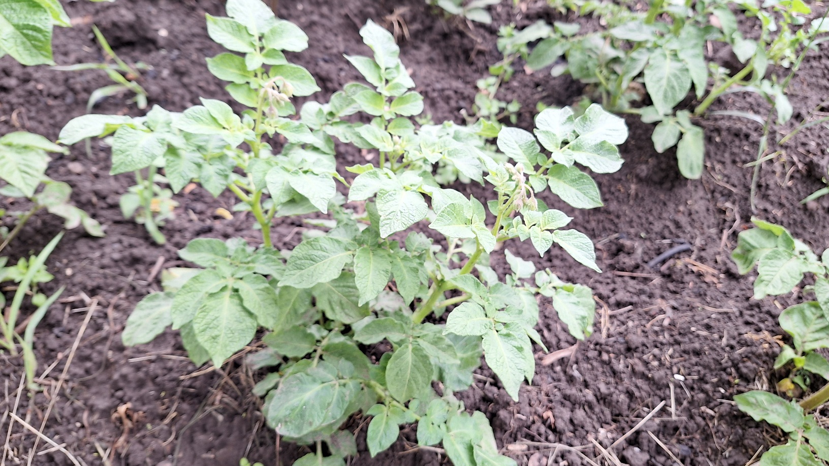 Чим підживити картоплю