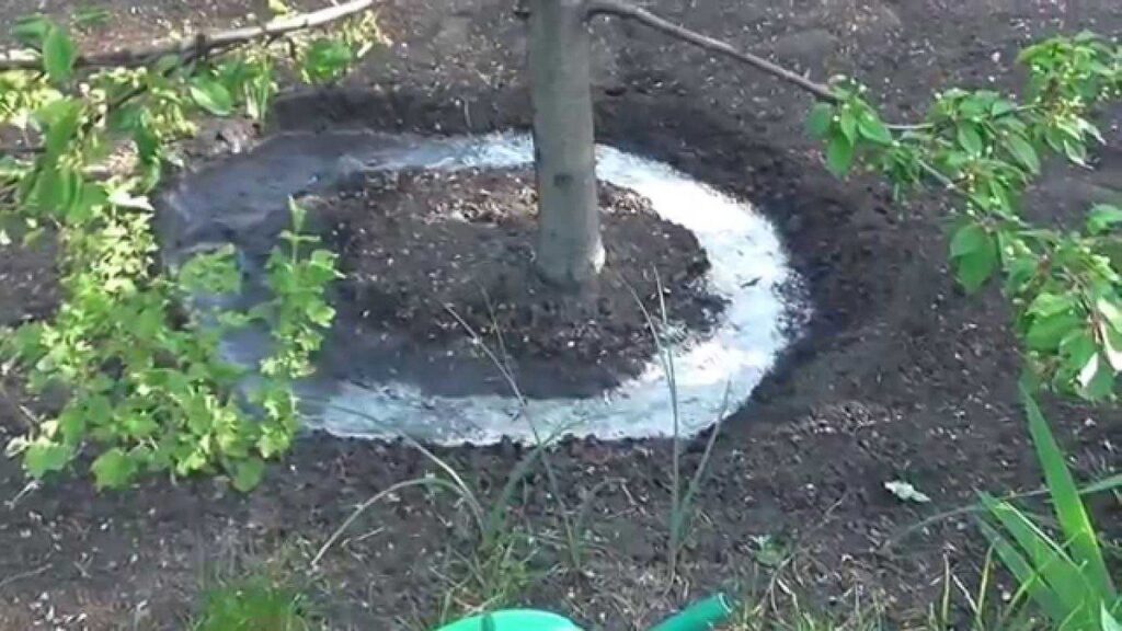 Як правильно поливати сад у спеку: поради досвідчених садівників