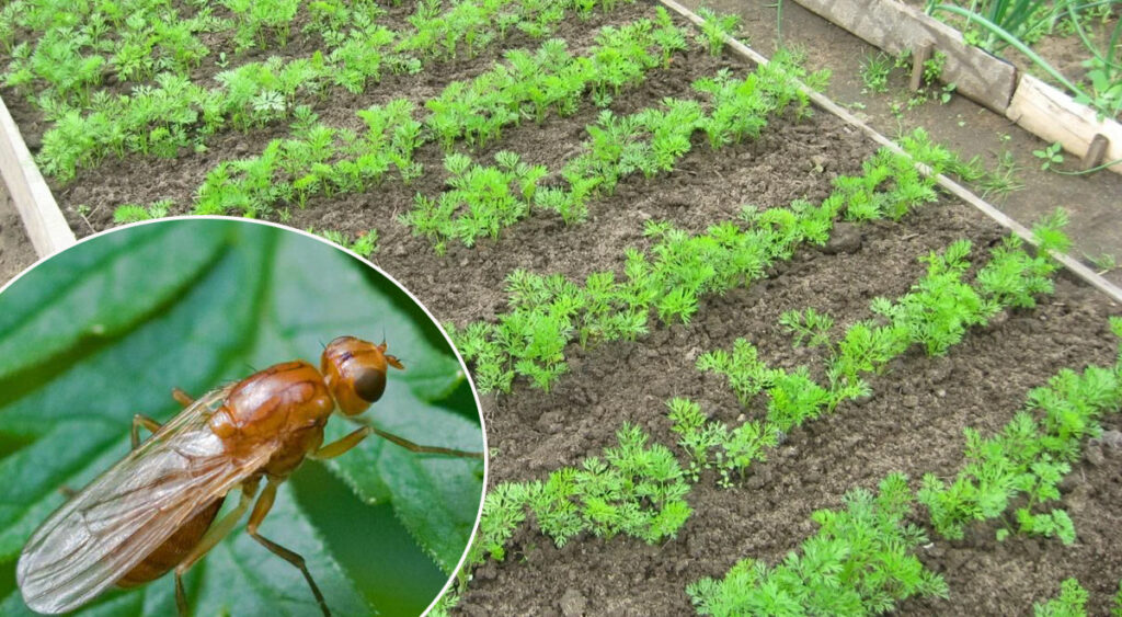 Як боротися з морквяною мухою на городі: дієві методи