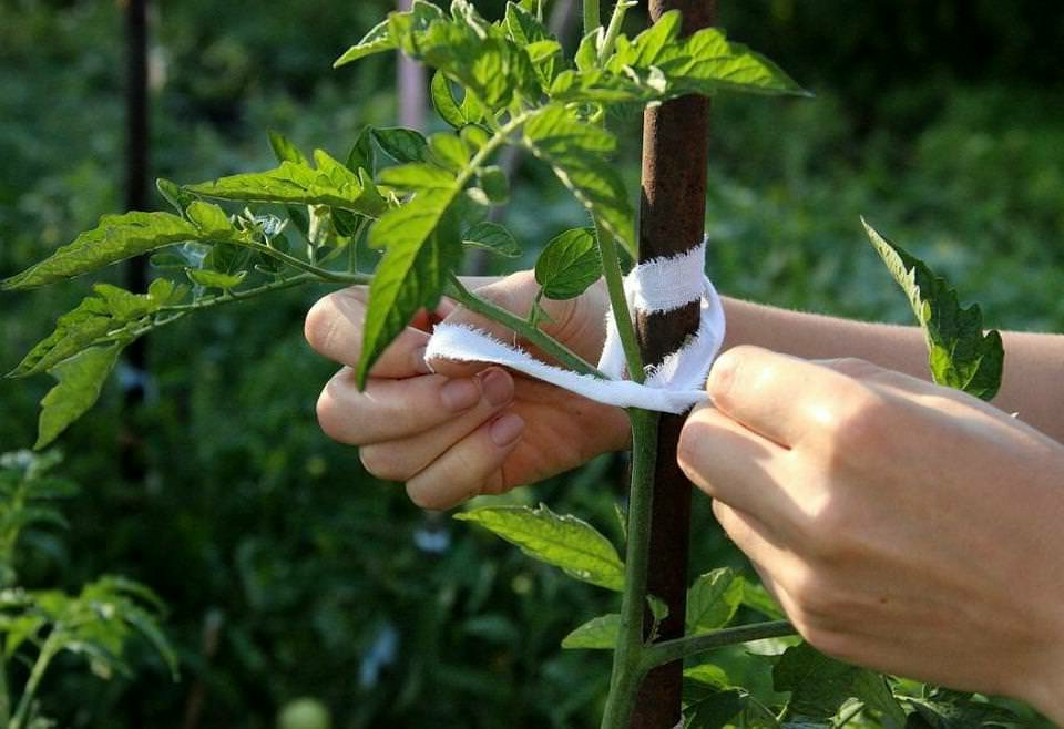 Чому потрібно підв'язувати помідори: дачникам на замітку