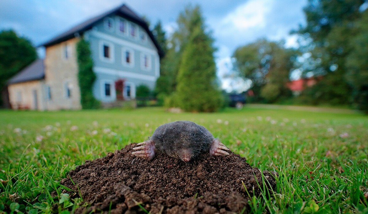 Як відлякати крота з ділянки: дієві способи