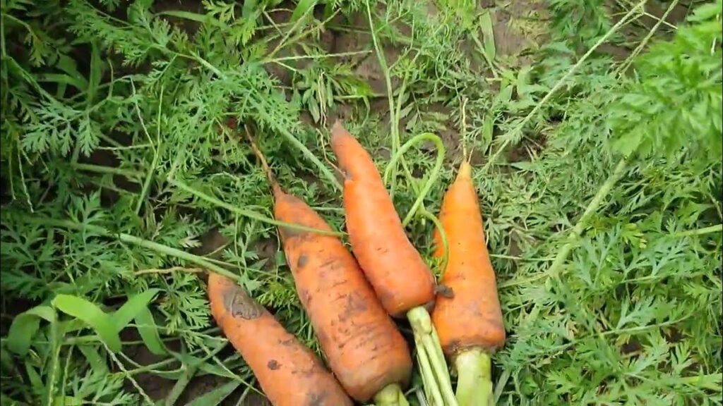 Чим підживити моркву в липні, щоб восени радіти гарному урожаю