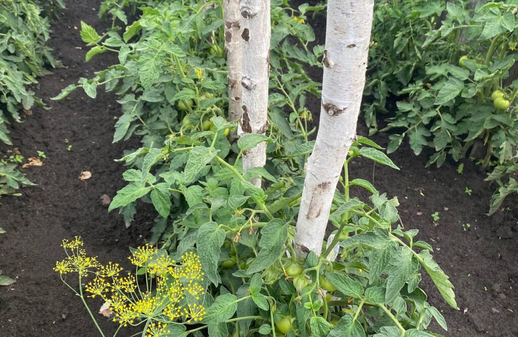 Чому помідори треба підв'язувати: поради досвідчених городників