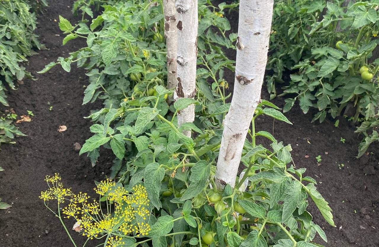 Чому помідори треба підв'язувати: поради досвідчених городників