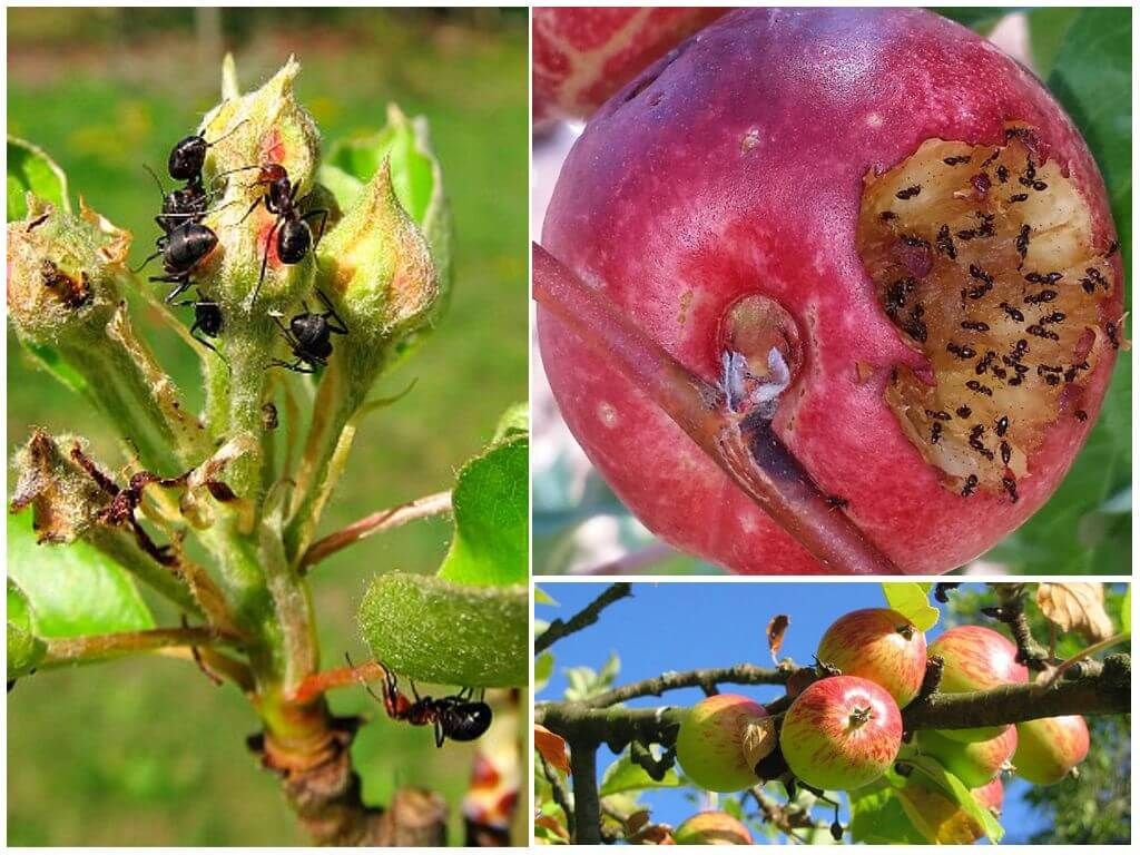 Як боротися з мурахами, щоб врятувати яблуні