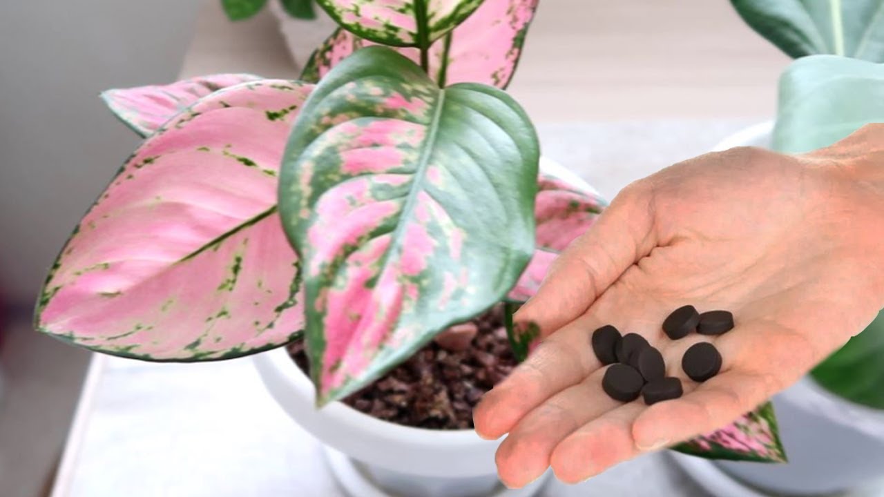 Навіщо класти активоване вугілля в горщик з кімнатними рослинами: господиням на замітку