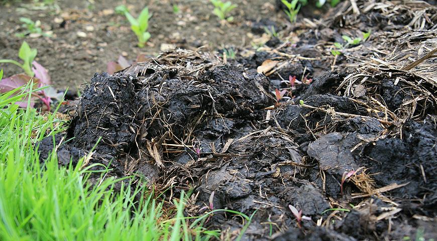 Як правильно вносити гній у ґрунт для високої врожайності