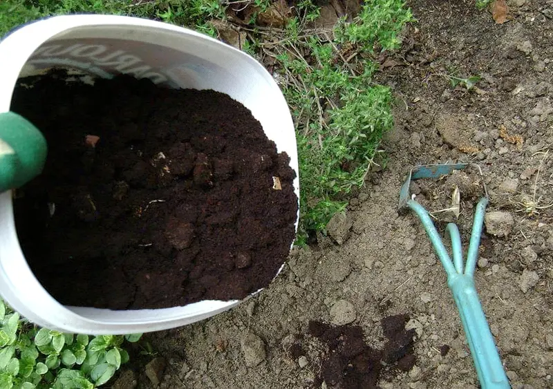 Як використовувати кавову гущу на городі: поради дачникам