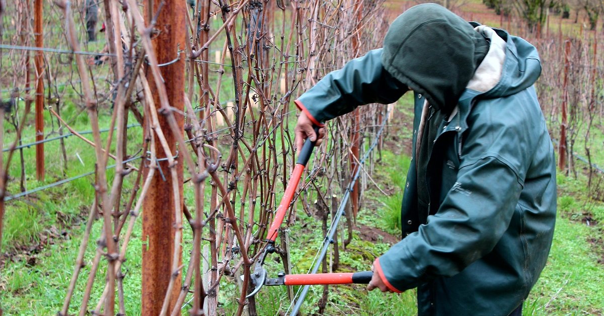 В який сезон краще обрізати виноград — весною чи осінню
