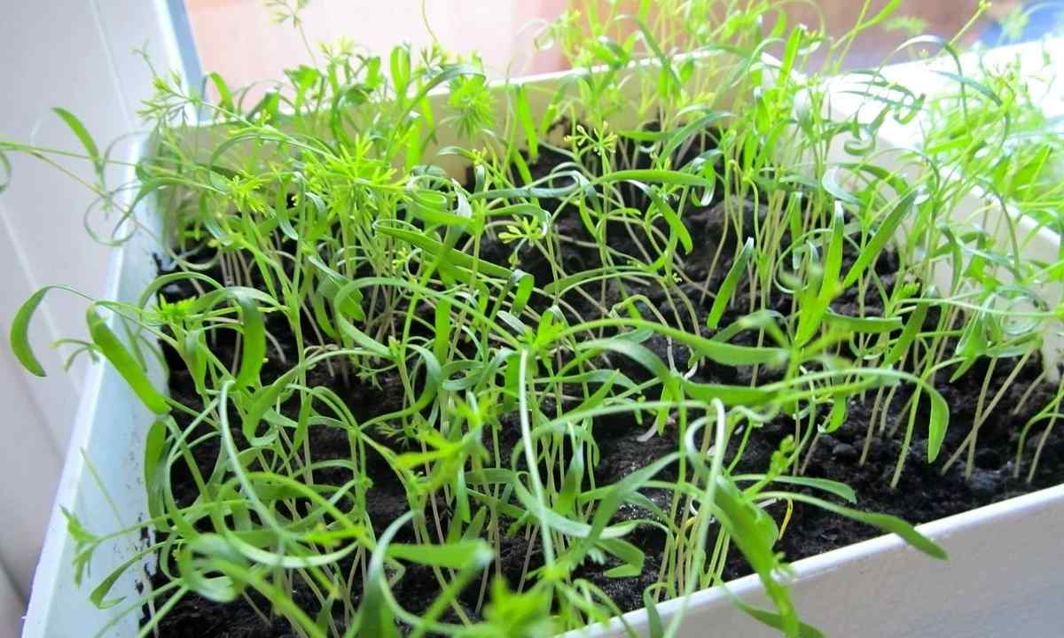Як виростити кріп вдома на підвіконні у будь-яку пору року року