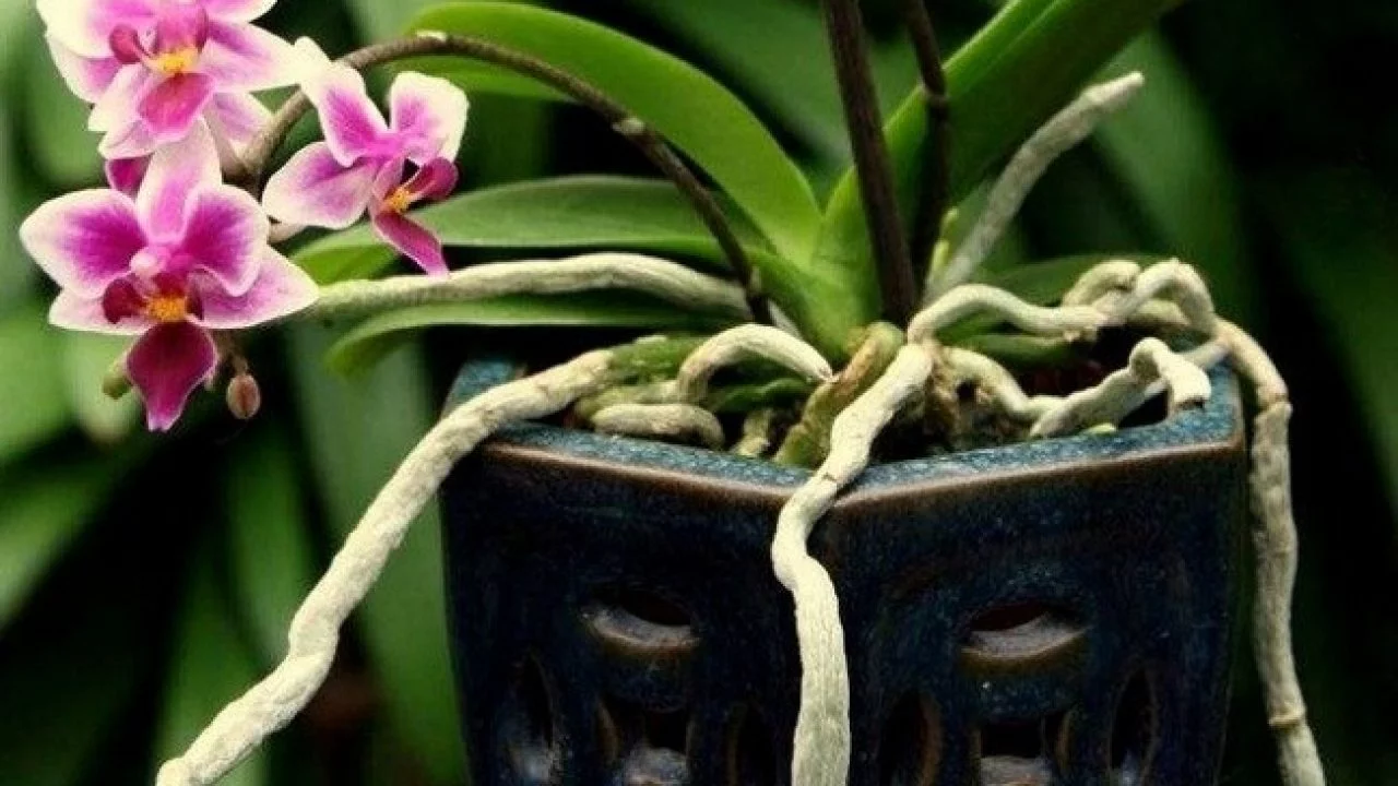 Шо робити, якщо коріння орхідеї "втікає" з горщика