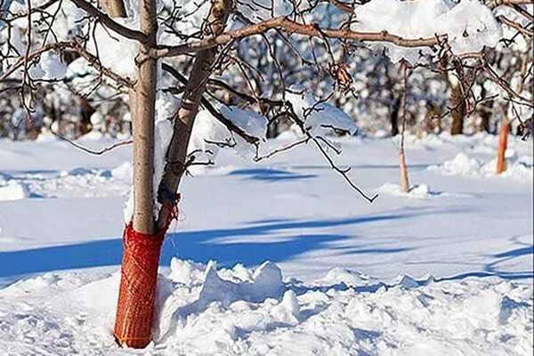 Як захистити дерева від гризунів взимку: дачникам на замітку