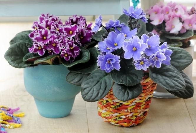 Як доглядати за фіалками, щоб вони постійно цвіли й не хворіли