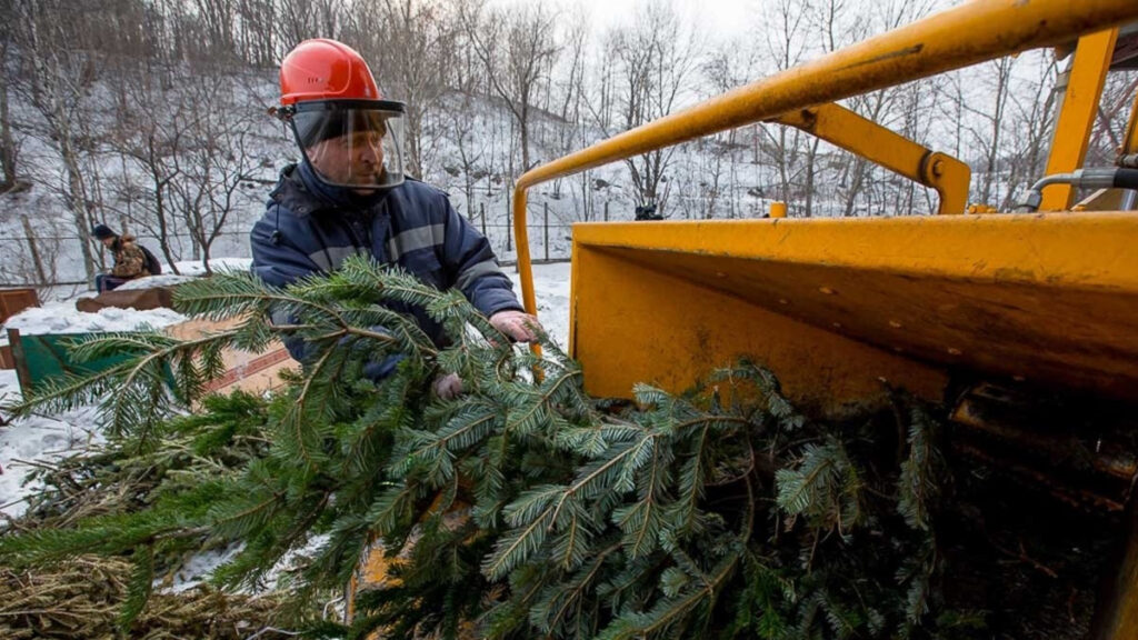 Що робити з хвойними деревами після свят