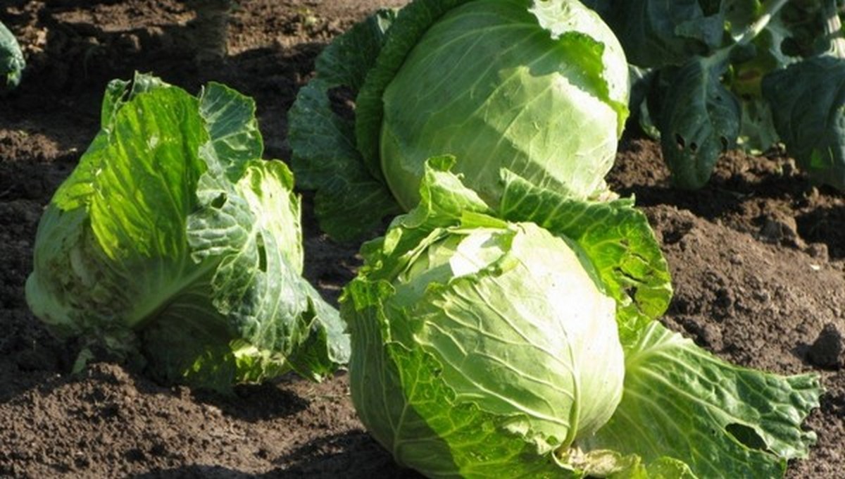 Після яких рослин на грядці не рекомендується вирощувати капусту