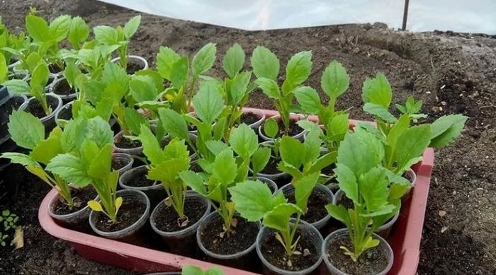 Як посіяти айстри на розсаду: поради квітникарів