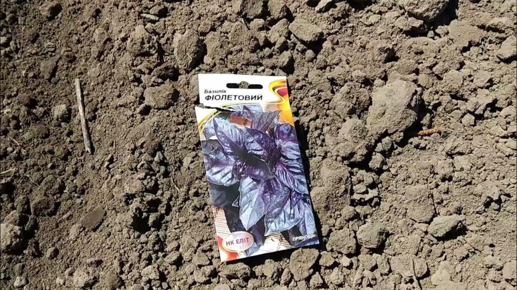 Як та коли висівати базилік у відкритий ґрунт: дачникам на замітку