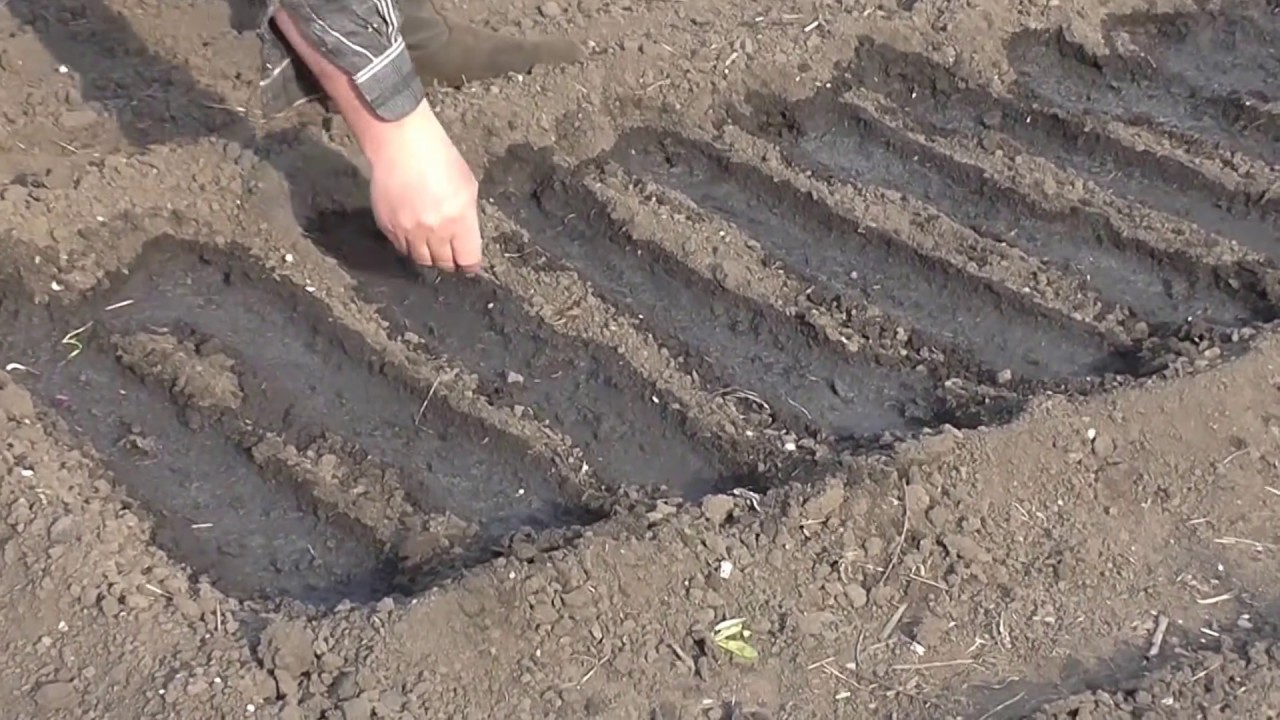 Як посіяти цибулю чорнушку