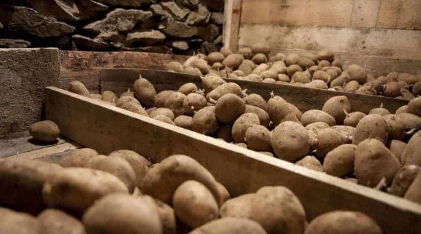 Маленька порада: що потрібно зробити, щоб картопля не поросла до весни