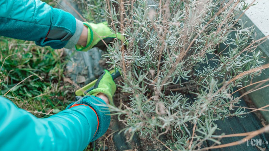 Квітникарі розповіли, як та коли треба обрізати кущі лаванди для пишного цвітіння