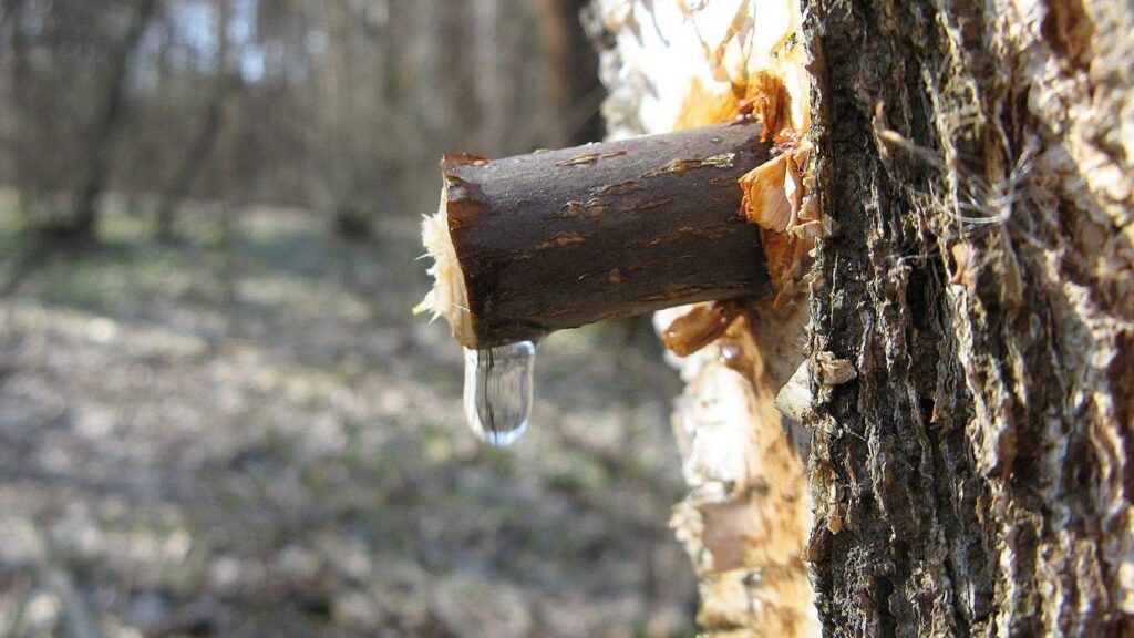 Як збирати березовий сік, щоб не нашкодити дереву