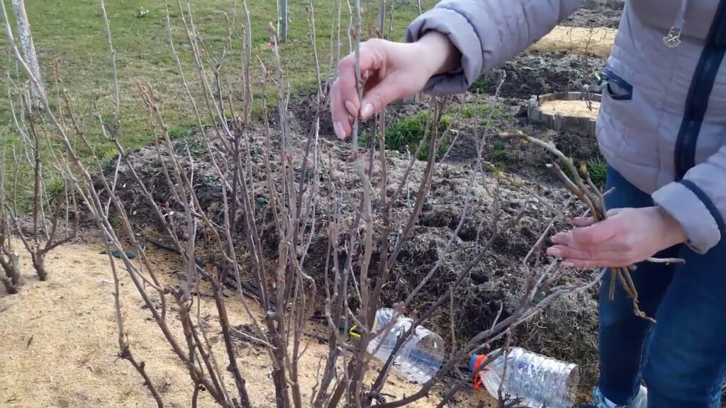 Садівники розповіли, як доглядати за кущами смородини навесні: дачникам на замітку