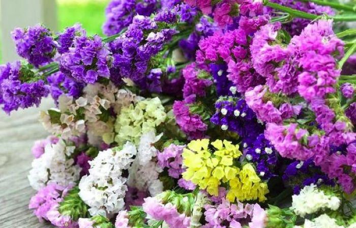 Квітникарі розповіли, як висаджувати розсаду кермеку у відкритий ґрунт