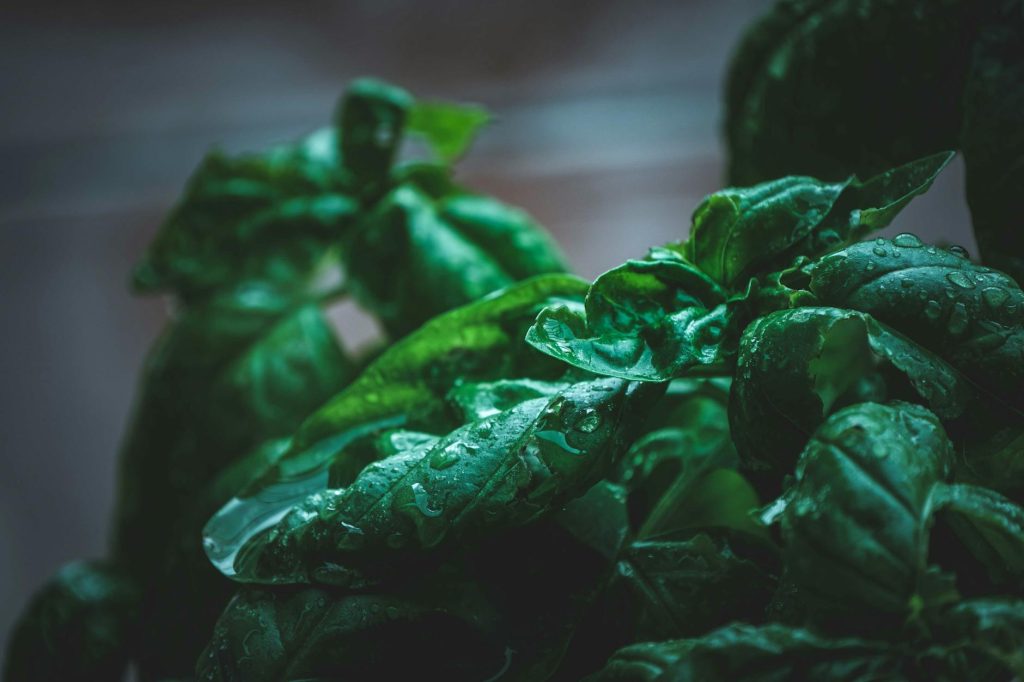 windowsill herbs basil kitchen