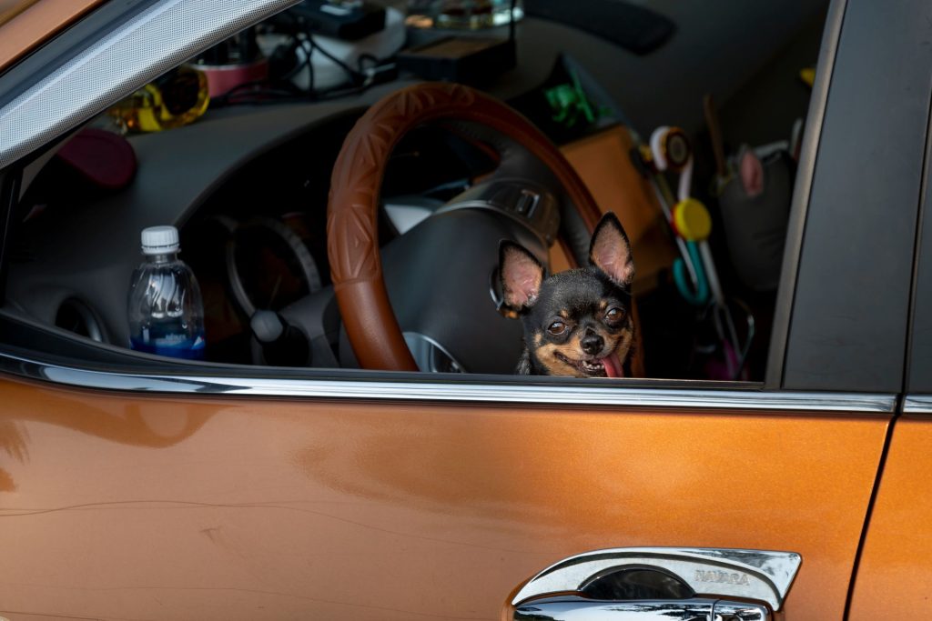 dog car cover seat travel