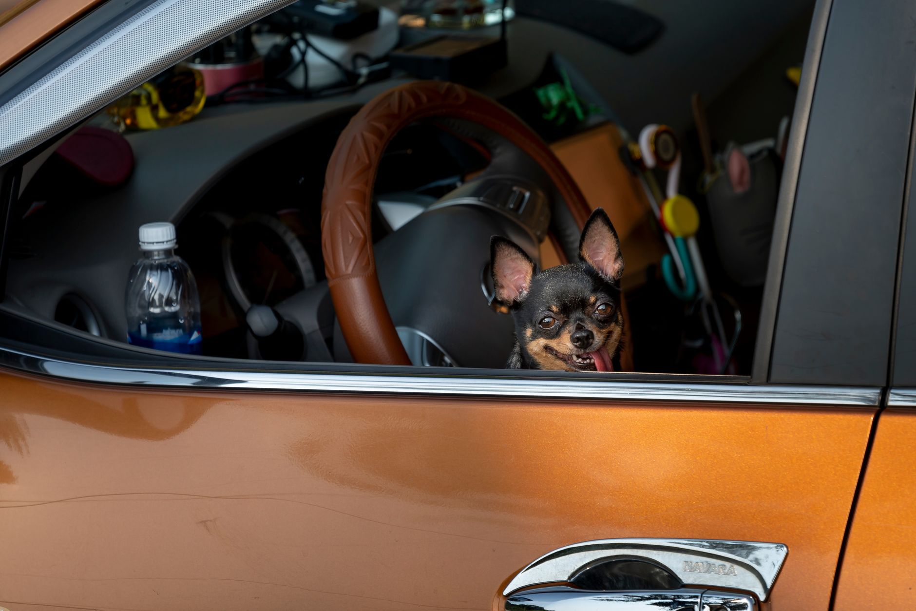 dog car cover seat travel